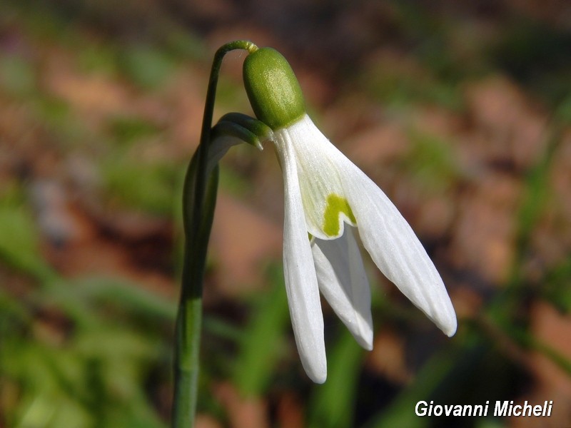 Galanthus nivalis  / Bucaneve